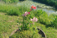 06-Fleurissement-1