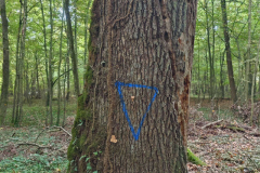 10-inauguration-foret-pedagogique
