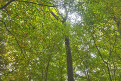 11-inauguration-foret-pedagogique