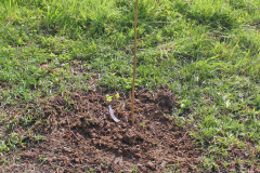 plantation-2025-07